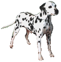 Le Dalmatien est originaire de Dalmatie, en Croatie